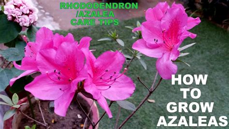 can azalea grow in the philippines|How to Plant and Grow Azaleas .